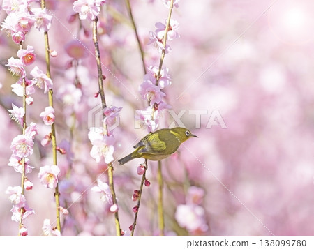 Red plum and white-eye Red plum and white-eye 138099780