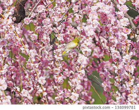 Red plum and white-eye Red plum and white-eye 138099781