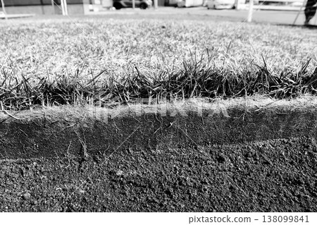 Cross-section photos of the roots of Kentucky bluegrass that survived the winter. (Black and white) Cross-section photos of the roots of Kentucky bluegrass that survived the winter. (Black and white) 138099841