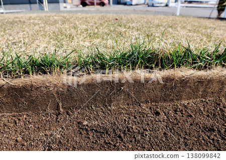 Cross-section of the roots of Kentucky bluegrass that survived winter. Cross-section of the roots of Kentucky bluegrass that survived winter. 138099842