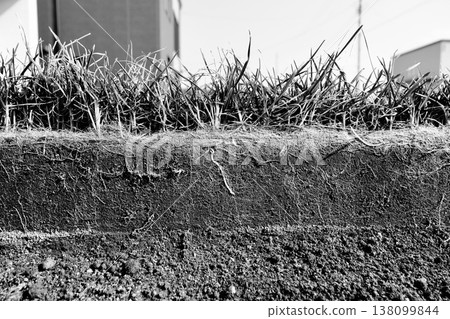 A black and white cross-section photo of approximately 10 cm of the roots of Kentucky bluegrass, a lawn grass in a garden that survived the winter. A black and white cross-section photo of approximately 10 cm of the roots of Kentucky bluegrass, a lawn grass in a garden that survived the winter. 138099844