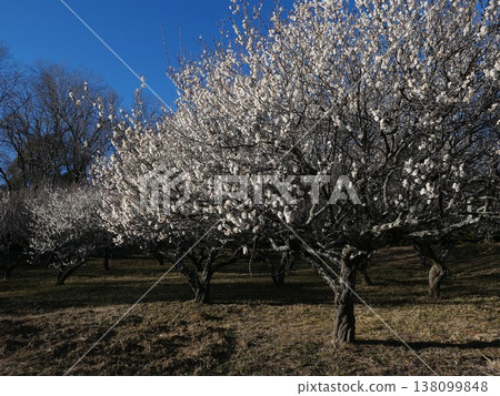February, Ibaraki Prefectural Forest. Suddenly, a plum orchard unfolded before my eyes. For a moment, I was captivated by the magnificent sight. February, Ibaraki Prefectural Forest. Suddenly, a plum orchard unfolded before my eyes. For a moment, I was captivated by the magnificent sight. 138099848