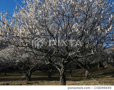 February, Ibaraki Prefectural Forest. Suddenly, a plum orchard unfolded before my eyes. For a moment, I was captivated by the magnificent sight. February, Ibaraki Prefectural Forest. Suddenly, a plum orchard unfolded before my eyes. For a moment, I was captivated by the magnificent sight. 138099849