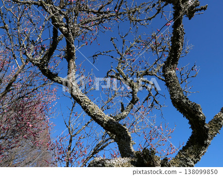 February, Ibaraki Prefectural Forest. Suddenly, a plum orchard unfolded before my eyes. For a moment, I was captivated by the magnificent sight. 138099850