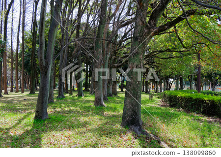 Street trees in Shonai Ryokuchi Park Street trees in Shonai Ryokuchi Park 138099860