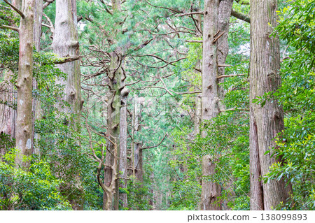 World heritage Kumano Kodo Daimonzaka World heritage Kumano Kodo Daimonzaka 138099893