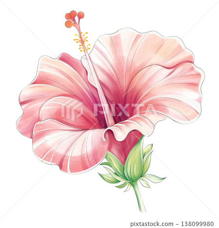 Pink hibiscus flower watercolor tropical botanical clipart isolated 138099980