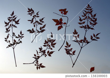 Flying leaves. The endlessly vast sky. Leaves dance freely in a weightless world. Infinite expanse. Flying leaves. The endlessly vast sky. Leaves dance freely in a weightless world. Infinite expanse. 138100003