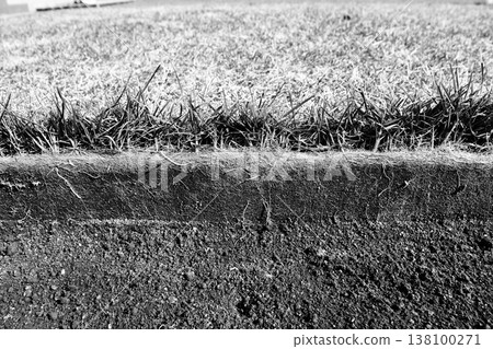 Cross-section photos of the roots of Kentucky bluegrass that survived the winter. (Black and white) Cross-section photos of the roots of Kentucky bluegrass that survived the winter. (Black and white) 138100271