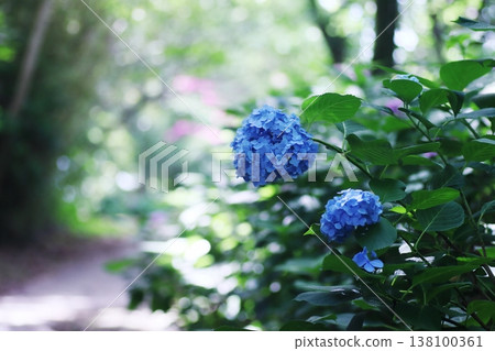 beautiful hydrangea in the green 138100361