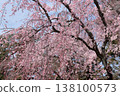 Weeping cherry blossoms in Kyoto gyoen 138100573