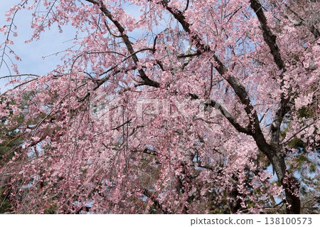 在京都御苑哭泣的櫻花 138100573