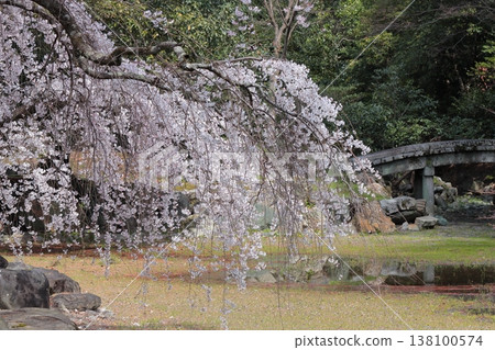 京都近衛宅邸遺址的垂枝櫻花樹 138100574