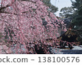 Weeping cherry blossoms of the Kyoto Imperial Palace 138100576