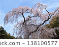 Kyoto Imperial Palace: Izumi weeping cherry blossoms 138100577
