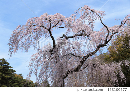 京都御苑 和泉垂枝櫻花 138100577