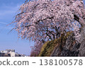 Cherry blossoms of Kyoto River Kyoto 138100578