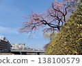 Cherry blossoms of Kyoto River Kyoto 138100579