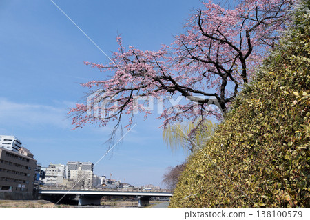 京都河京都櫻花 138100579