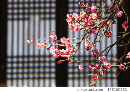 Beautiful red plum blossoms that bloom in early spring. Beautiful red plum blossoms that bloom in early spring. 138100682