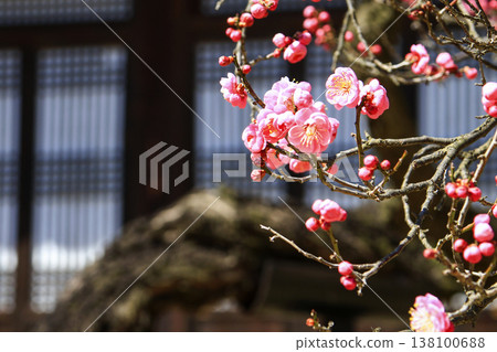 Beautiful red plum blossoms that bloom in early spring. Beautiful red plum blossoms that bloom in early spring. 138100688
