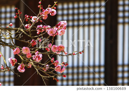 Beautiful red plum blossoms that bloom in early spring. Beautiful red plum blossoms that bloom in early spring. 138100689