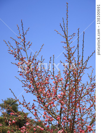 Beautiful red plum blossoms that bloom in early spring. 138100691