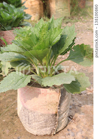 dahlia flower plant on farm for harvest 138100860