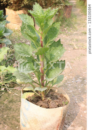 dahlia flower plant on farm for harvest 138100864