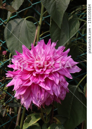 dahlia flower plant on farm for harvest 138100884