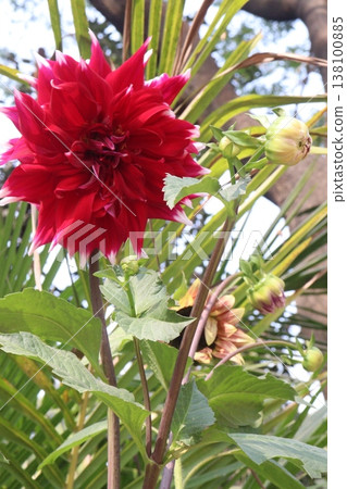 dahlia flower plant on farm for harvest dahlia flower plant on farm for harvest 138100885