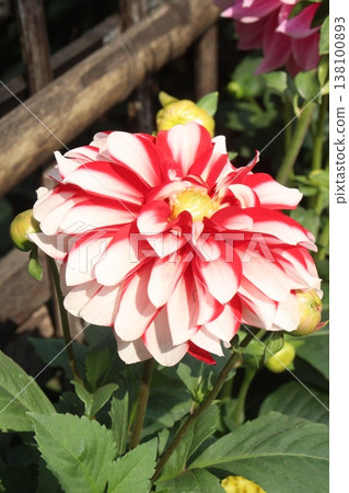 dahlia flower plant on farm for harvest dahlia flower plant on farm for harvest 138100893