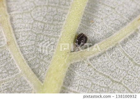 The creature, *Crocothemis fuliginosa*, is considered a beneficial insect that preys on leafhoppers and psyllids. The creature, *Crocothemis fuliginosa*, is considered a beneficial insect that preys on leafhoppers and psyllids. 138100932