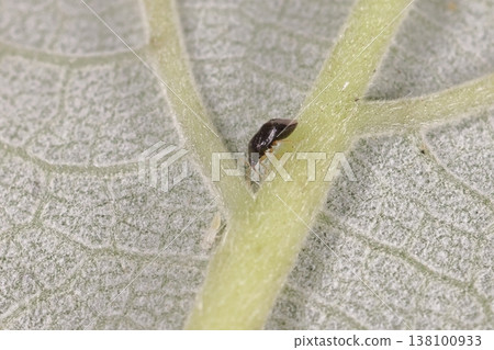 生物:海軍藍 - *姬目磨花龜蟲*,黑色的身體配黃色的腿。它的形狀很獨特,腰部似乎彎曲。 生物:海軍藍 - *姬目磨花龜蟲*,黑色的身體配黃色的腿。它的形狀很獨特,腰部似乎彎曲。 138100933