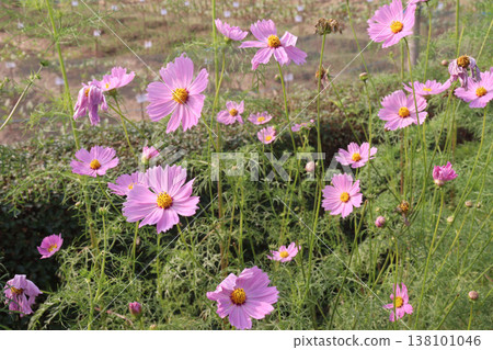 pink colored garden cosmos flower 138101046