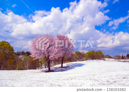 雪地上的西北山櫻桃 雪地上的西北山櫻桃 138101082