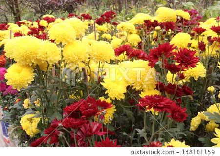 Chrysanthemum flower plant on pot in farm Chrysanthemum flower plant on pot in farm 138101159