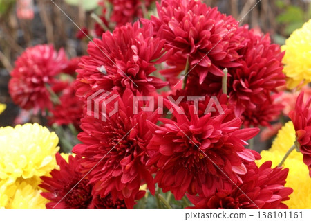 Chrysanthemum flower plant on pot in farm Chrysanthemum flower plant on pot in farm 138101161