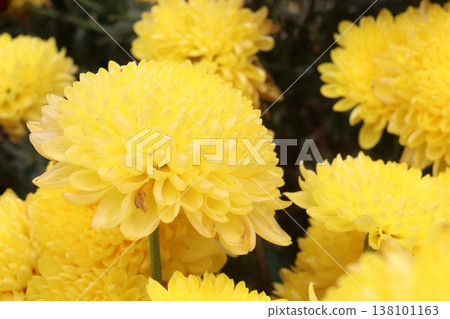 Chrysanthemum flower plant on pot in farm Chrysanthemum flower plant on pot in farm 138101163