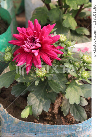 Chrysanthemum flower plant on pot in farm Chrysanthemum flower plant on pot in farm 138101166