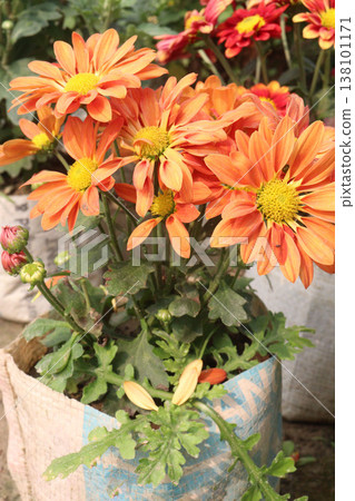 Chrysanthemum flower plant on pot in farm 138101171