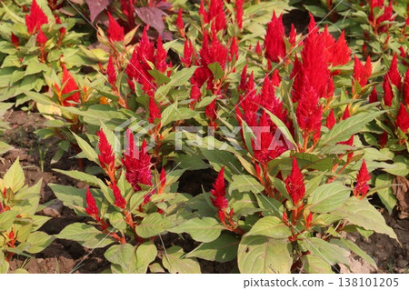 celosia cristata flower plant on nursery celosia cristata flower plant on nursery 138101205