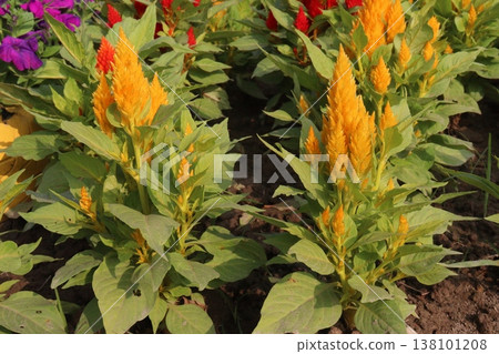 celosia cristata flower plant on nursery celosia cristata flower plant on nursery 138101208