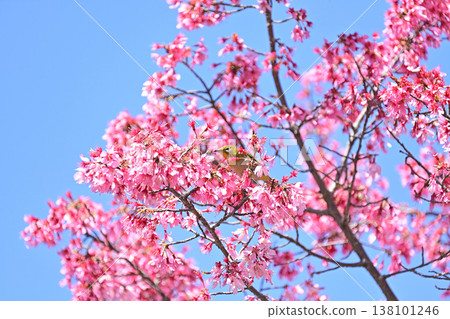 Sea turtle cherry and whitetail 138101246