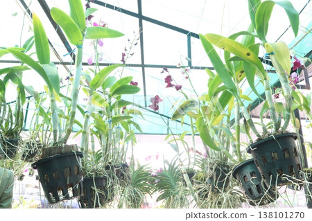 Cattleya orchid flower plant on hanging pot in nursery Cattleya orchid flower plant on hanging pot in nursery 138101270