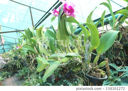 Cattleya orchid flower plant on hanging pot in nursery 138101272