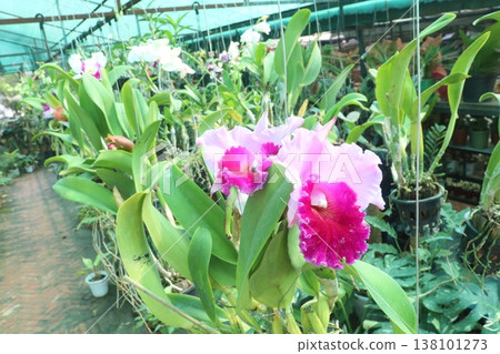 Cattleya orchid flower plant on hanging pot in nursery 138101273
