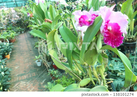 Cattleya orchid flower plant on hanging pot in nursery Cattleya orchid flower plant on hanging pot in nursery 138101274