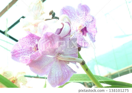Cattleya orchid flower plant on hanging pot in nursery 138101275