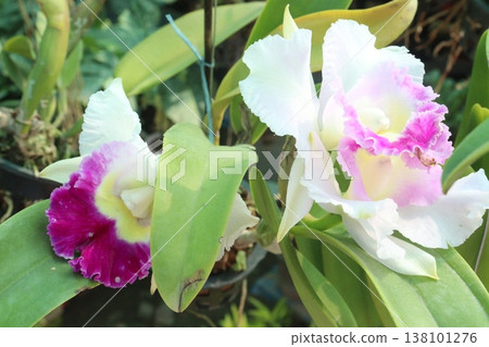 Cattleya orchid flower plant on hanging pot in nursery 138101276